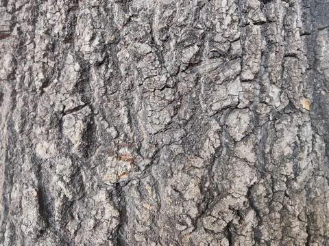 Close-up of a tree producing a rough Foto stock
