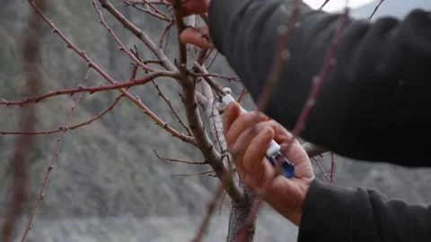 Close Up of Tree Pruning with Garden Shears Stock Footage 329721205