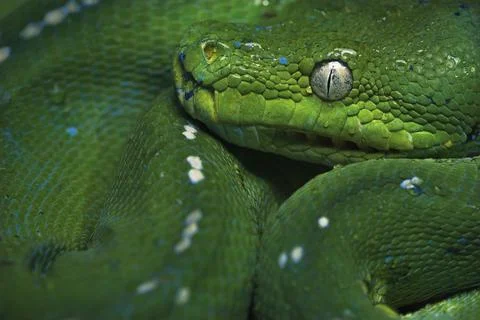 Close-up of a tree python (Morelia viridis), Australia 스톡 사진