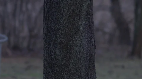 Close up of tree with rain in the background in slow motion. Stock Footage 86569383