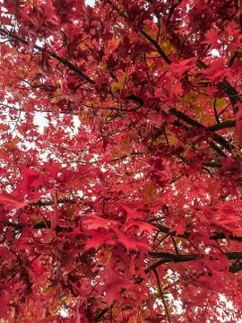 Close up of a tree with red leaves background Stock Photos