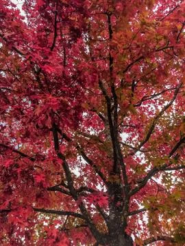 Close up of a tree with red leaves Stock Photos
