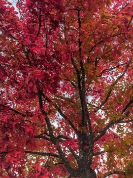 Close up of a tree with red leaves Stock Photos
