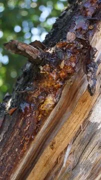 Close-up of Tree Resin on Trunk Stock Photos