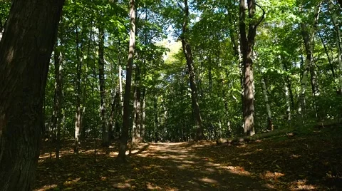 Close up tree reveals a shadow filled green forest and a path Video stock 62651889