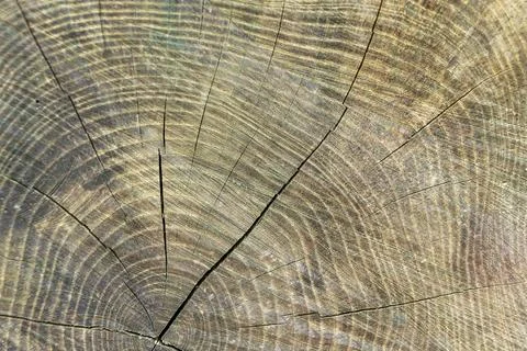 Close-up of tree rings showcasing natural growth patterns Stock Photos