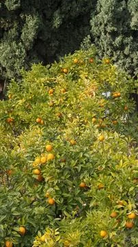 Close-up of a tree with ripe oranges Foto stock