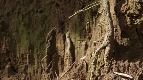 Close-Up: Tree Root Embedded in Textured Earth Wall 스톡 동영상 310567803