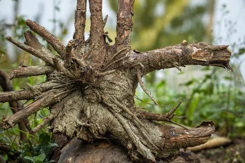 Close-Up of a Tree Root on a Forest Floor Foto stock