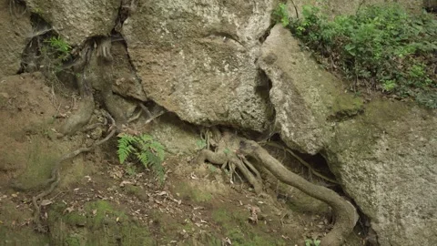 Close-Up of Tree Roots Embracing Rocky Terrain 스톡 동영상 310568274