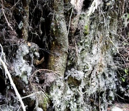 Close up of tree roots with ground and moss. Stock Photos