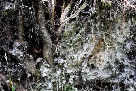 Close up of tree roots with ground and moss. Stock Photos