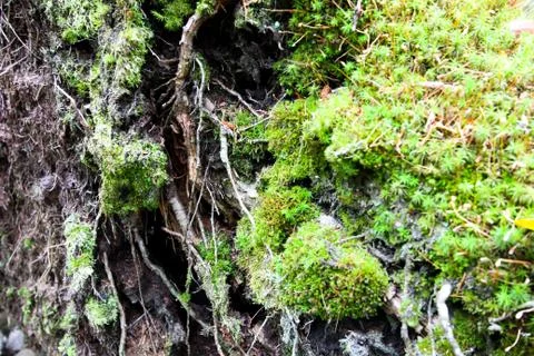 Close up of tree roots with ground and moss. Stock Photos
