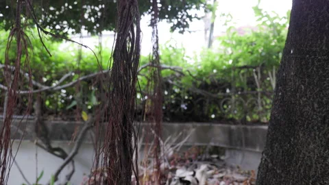 Close-up tree roots grow from the branches. Aerial roots. 库存影片 248055248