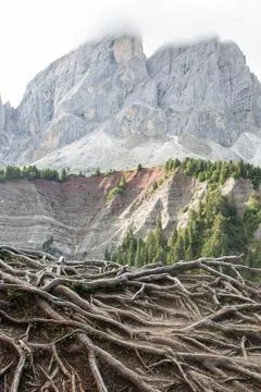 Close-up of tree roots with the Odle Dolomites in the background, Italy Stock Photos