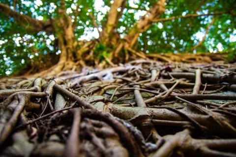 Close up of tree roots Stock Photos