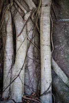 Close Up Of Tree Roots Stock Photos