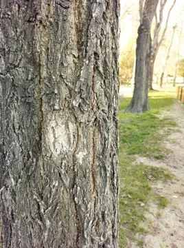 Close-up of tree with rough bark Stock Photos