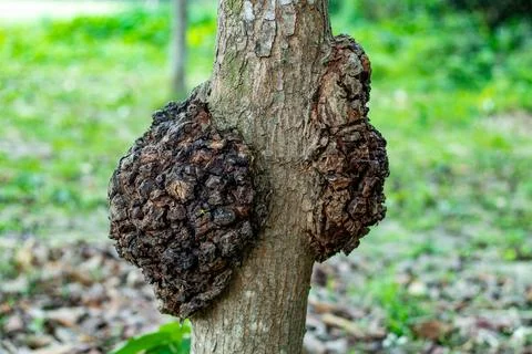 A close up of a tree, rough, dark brown, fungal infections Foto stock