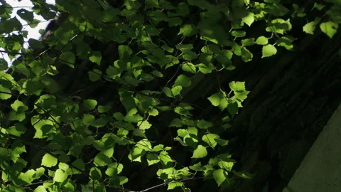 Close Up Of A Tree By The Sanctuary Of Meritxell 2 Stock Footage 221828300