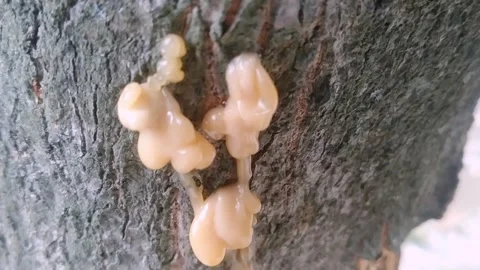 Close up of tree sap and resin oozing from mango tree bark trunk Stock Footage 340304021