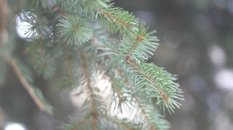 Close up of tree in slow motion. 库存影片 58347809