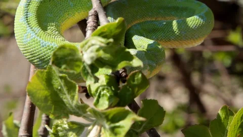 Close up of tree snake face on a branch Stock-Footage 106033982