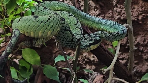 Close up of a tree snake relaxing Stock Footage 294403614