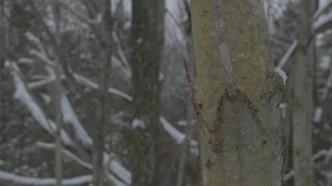 Close up of tree on snow covered forest 01 Stock Footage 100878855