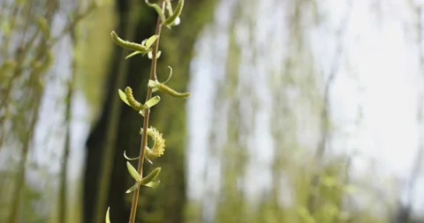 A close-up tree sprig with young leaves of a big tree in the spring in the park Stock Footage 130433905