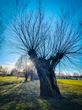 A close-up of a tree stump with bare twigs radiating outward Stock Photos
