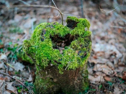 A close-up of a tree stump covered in bright green moss sits. Stock Photos