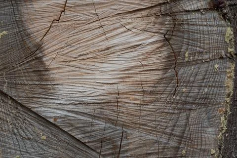 Close up tree stump cross section with cracks and natural patterns Stock Photos