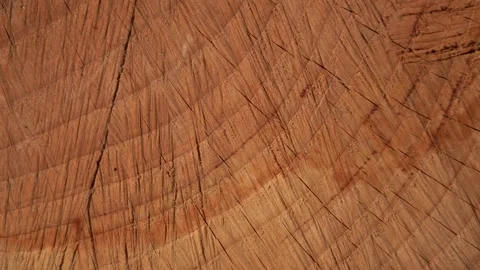 Close Up of Tree Stump Cut Pattern in 4K Stock Footage 311072628
