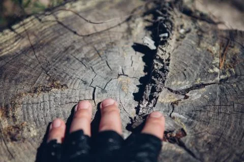Close-up, tree stump. Deforestation. Texture wallpaper. Stock Photos