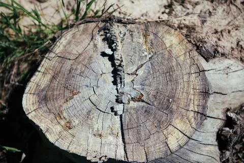 Close-up, tree stump. Deforestation. Texture wallpaper. Stock Photos