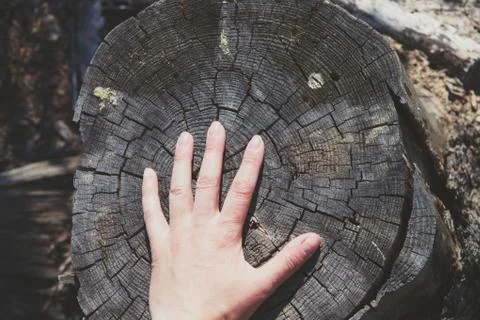 Close-up, tree stump. Deforestation. Texture wallpaper. Stock Photos