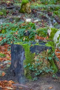Close up tree stump in a forest Stock Photos