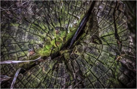 A close up of a tree stump Stock Photos