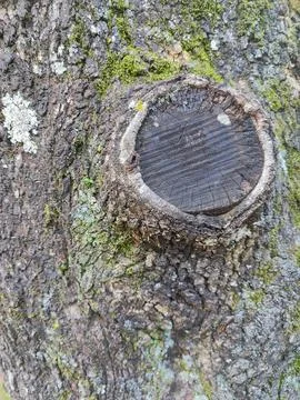 Close-up of tree stump Stock Photos