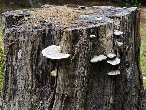 Close-up of a tree stump 写真素材