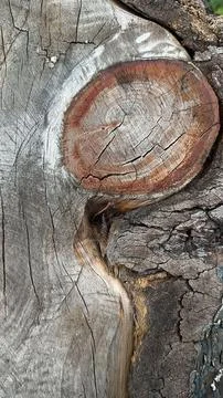 Close-up of tree stump rings Stock Photos
