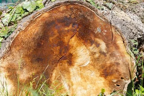 Close-up of tree stump with rough, textured bark and natural decay Stock Photos