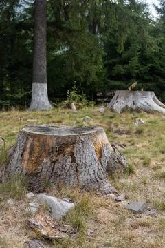 A Close-up of a tree stump split Foto stock
