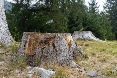 A Close-up of a tree stump split Stock Photos