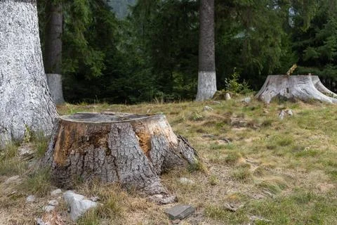 A Close-up of a tree stump split Stock Photos