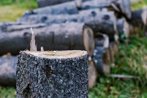 Close-up of a tree stump with stacked logs in the background Stock Photos