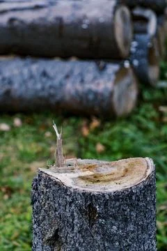 Close-up of a tree stump with stacked logs in the background Foto stock