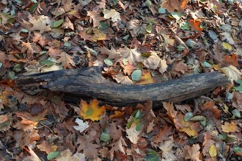 Close-up of a tree stump surrounded by fallen autumn leaves in a forest set.. Stock Photos
