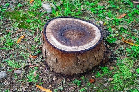 A close up of a tree stump with visible growth rings, surrounded by green g.. Stock Photos